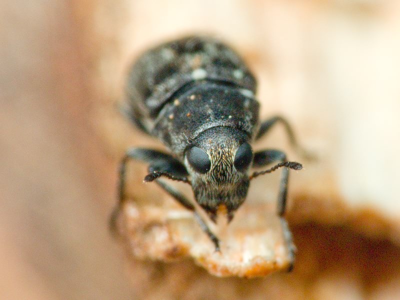 Rhaphitropis marchica (Herbst, 1797)